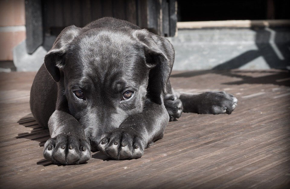 Der Hundeschlafsack- ein vielseitiger Begleiter für Ihren Vierbeiner