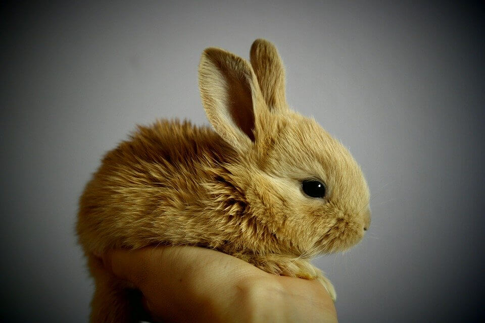Kaninchenhaltung: Wie halte ich Kaninchen richtig? Dinge, über die man vor dem Erwerb eines Kaninchens nachdenken sollte **
