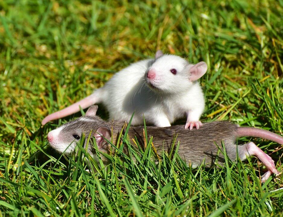 Ratten zähmen und trainieren leicht gemacht Tipps und Tricks **