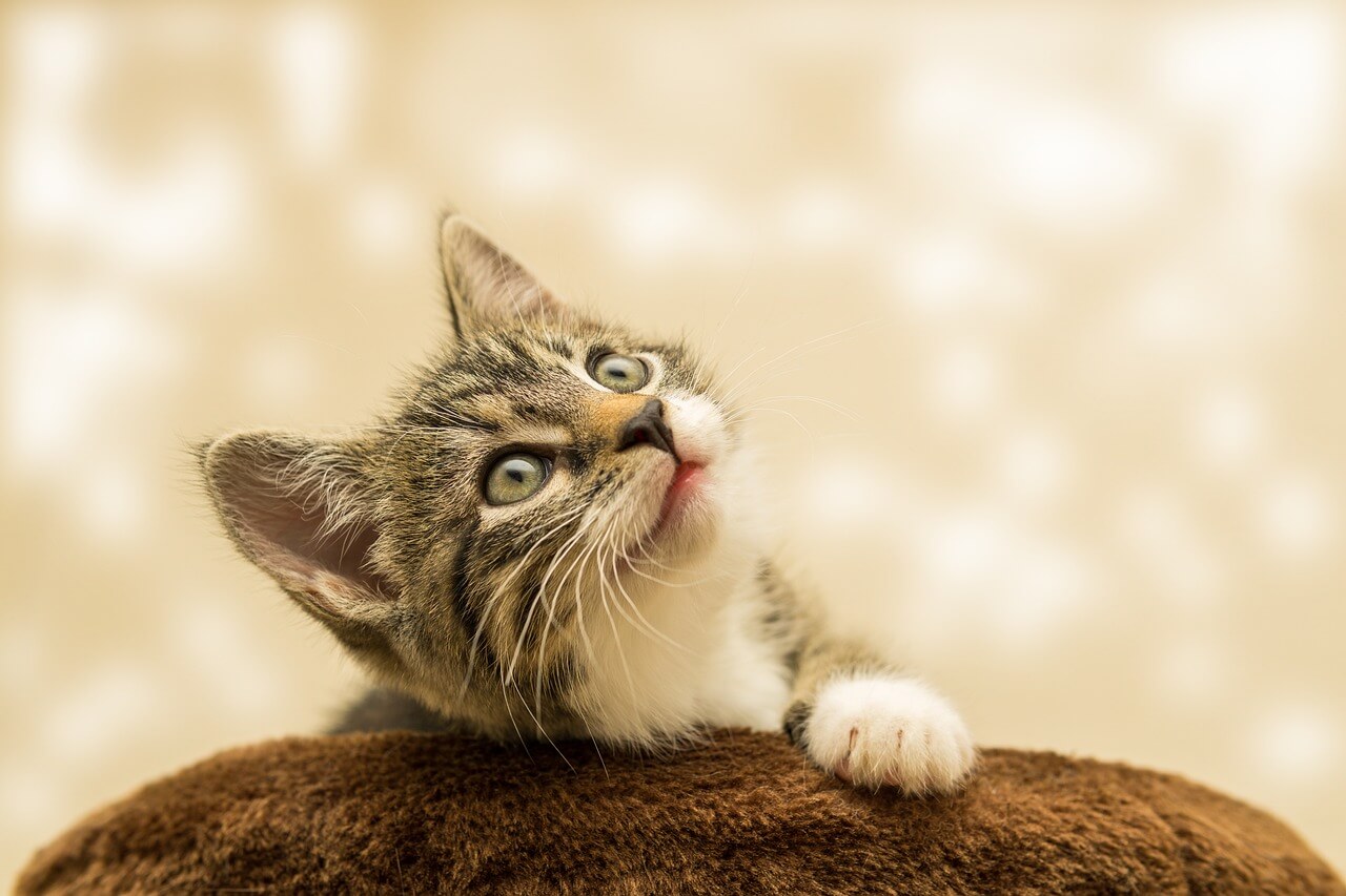 Allergietest für die Katze Ratgeber: Empfehlung und Kaufratgeber