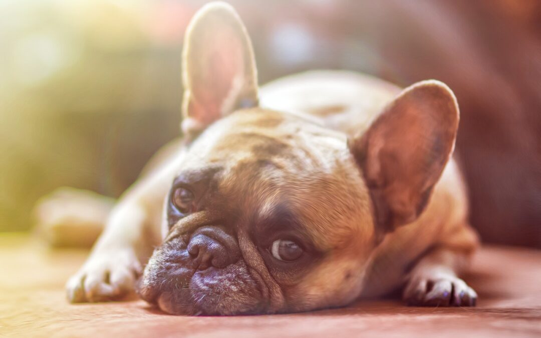 Nassfutter für Hunde Ratgeber: Empfehlung und Kaufratgeber