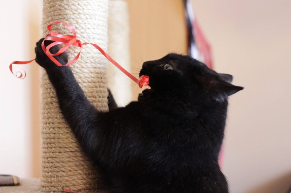 Treffende Geschenkideen für Katzenfreunde