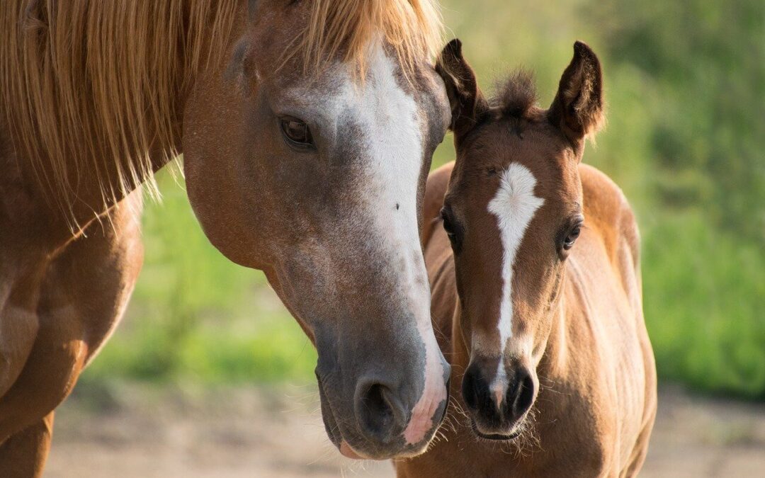 Pferde Akupunktur Ratgeber: Empfehlung und Kaufratgeber